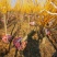 矮接金枝槐报价5-6-7-8-10-12-15公分报价单
