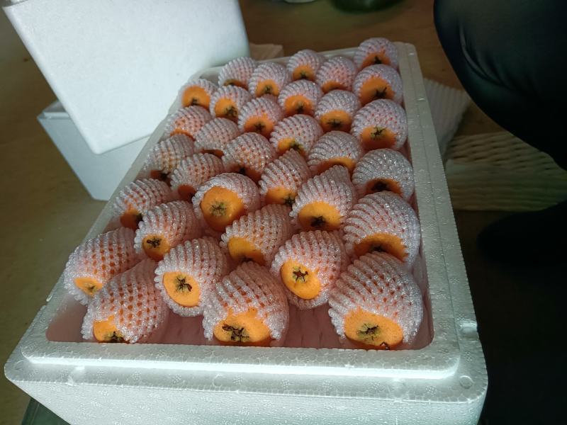 云南石林精品大五星枇杷，货源充足，基地直发，一手货源，