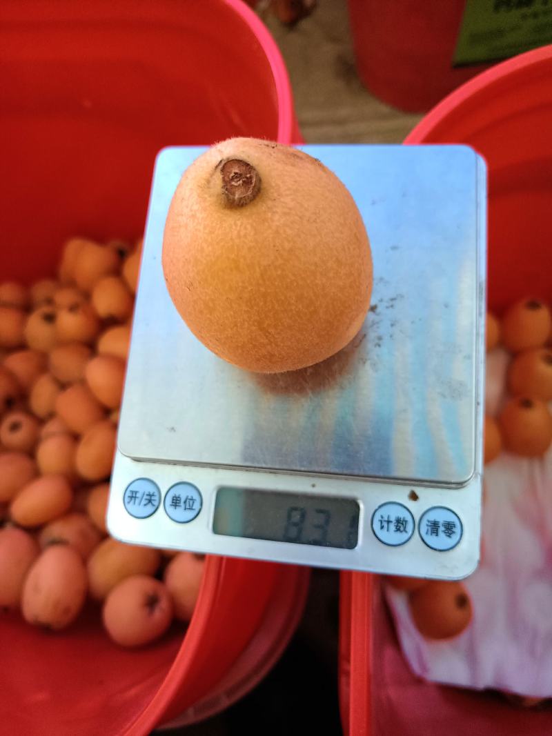 云南石林精品大五星枇杷，货源充足，基地直发，一手货源，