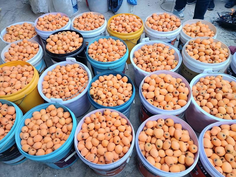 云南石林精品大五星枇杷，货源充足，基地直发，一手货源，