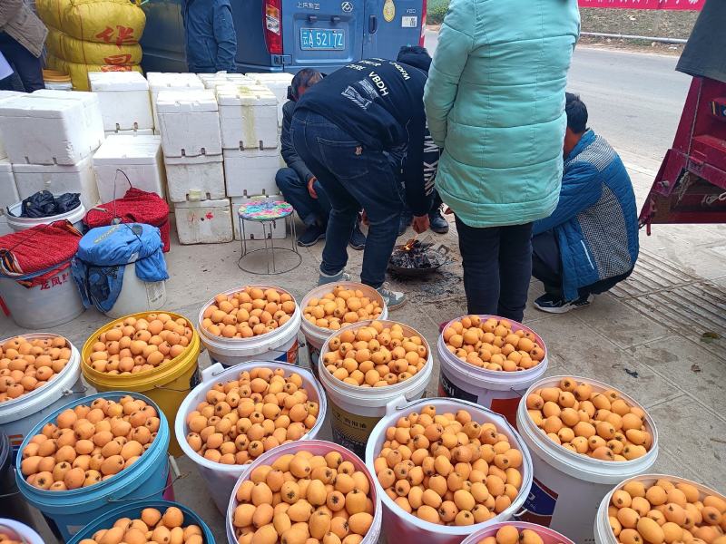 云南石林精品大五星枇杷，货源充足，基地直发，一手货源，