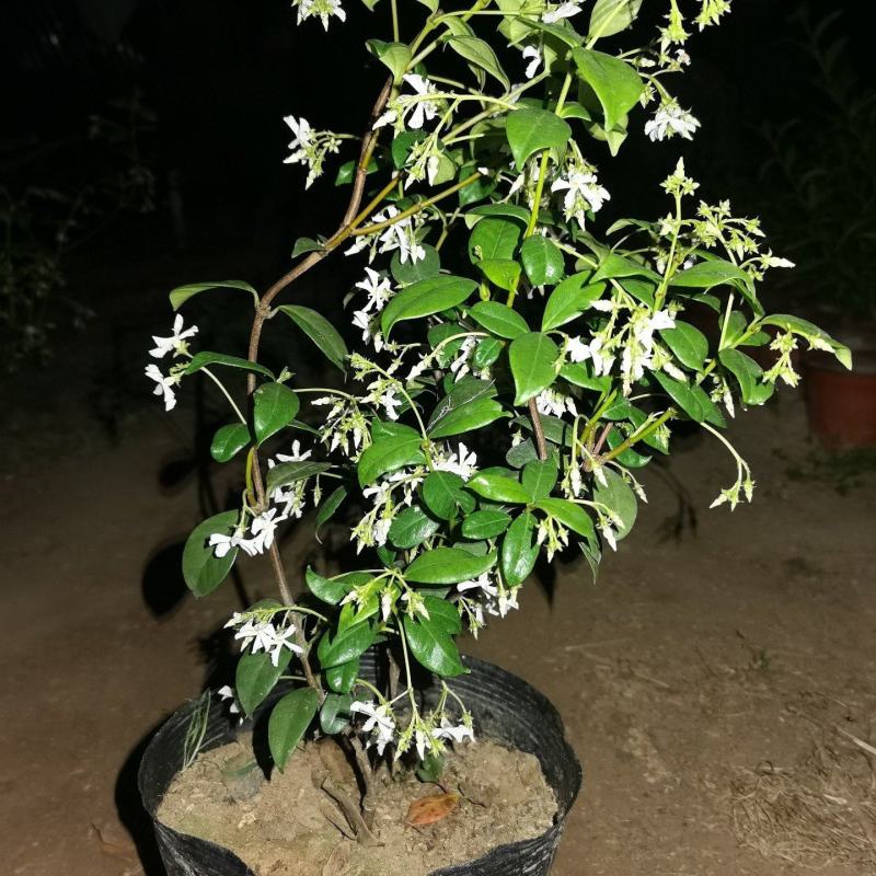 【优选】风车茉莉茉莉花货量充足量大从优欢迎选购，