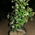 【优选】风车茉莉茉莉花货量充足量大从优欢迎选购，