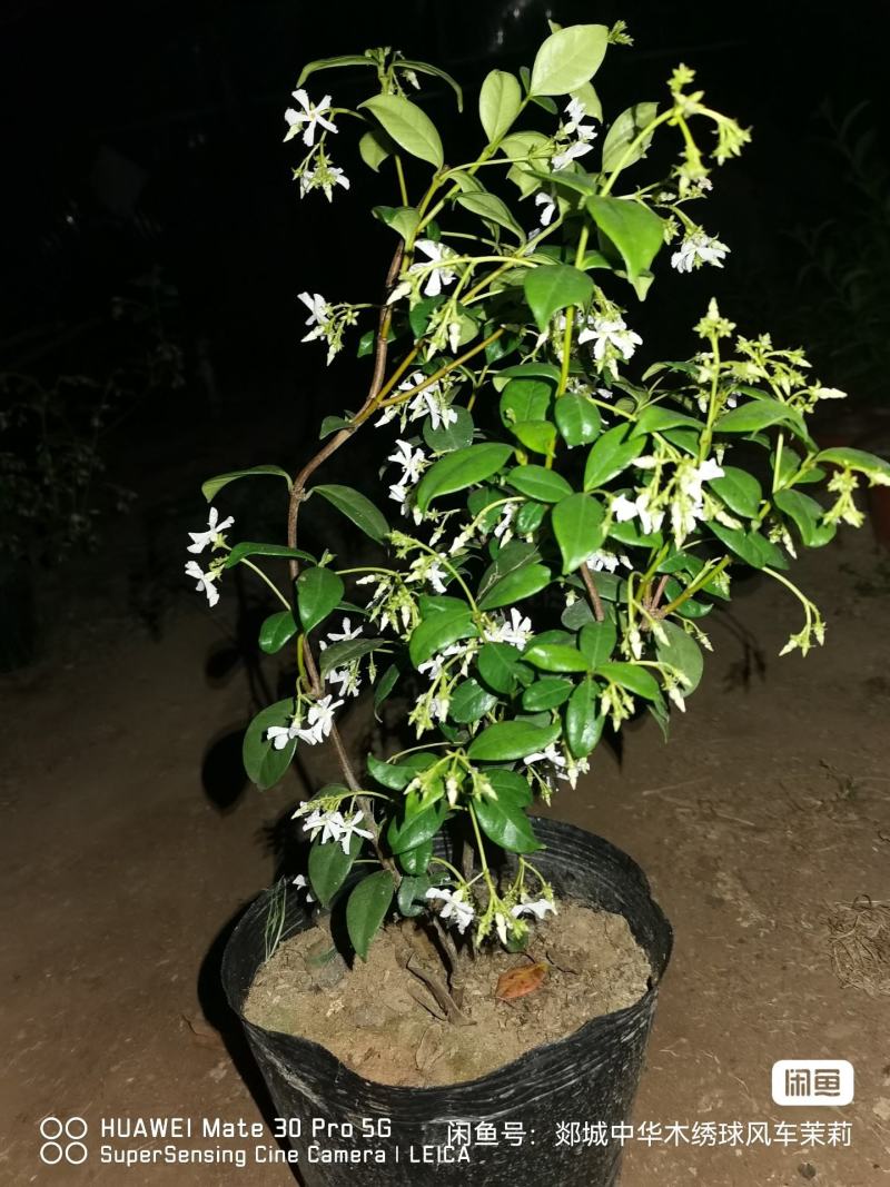 【优选】风车茉莉茉莉花货量充足量大从优欢迎选购，