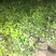 【优选】风车茉莉茉莉花货量充足量大从优欢迎选购，