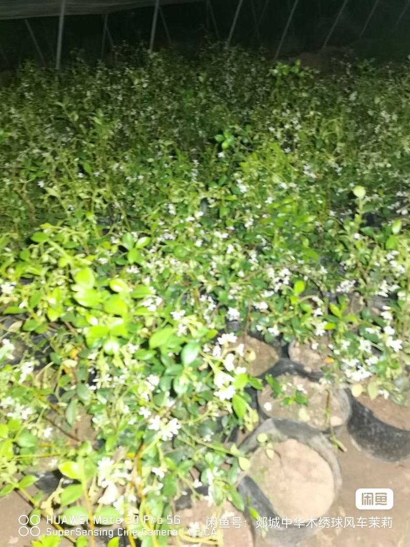 【优选】风车茉莉茉莉花货量充足量大从优欢迎选购，