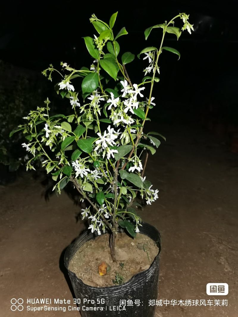 【优选】风车茉莉茉莉花货量充足量大从优欢迎选购，