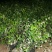 【优选】风车茉莉茉莉花货量充足量大从优欢迎选购，