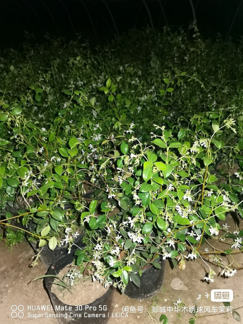 【优选】风车茉莉茉莉花货量充足量大从优欢迎选购，