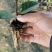 【优选】风车茉莉茉莉花货量充足量大从优欢迎选购，