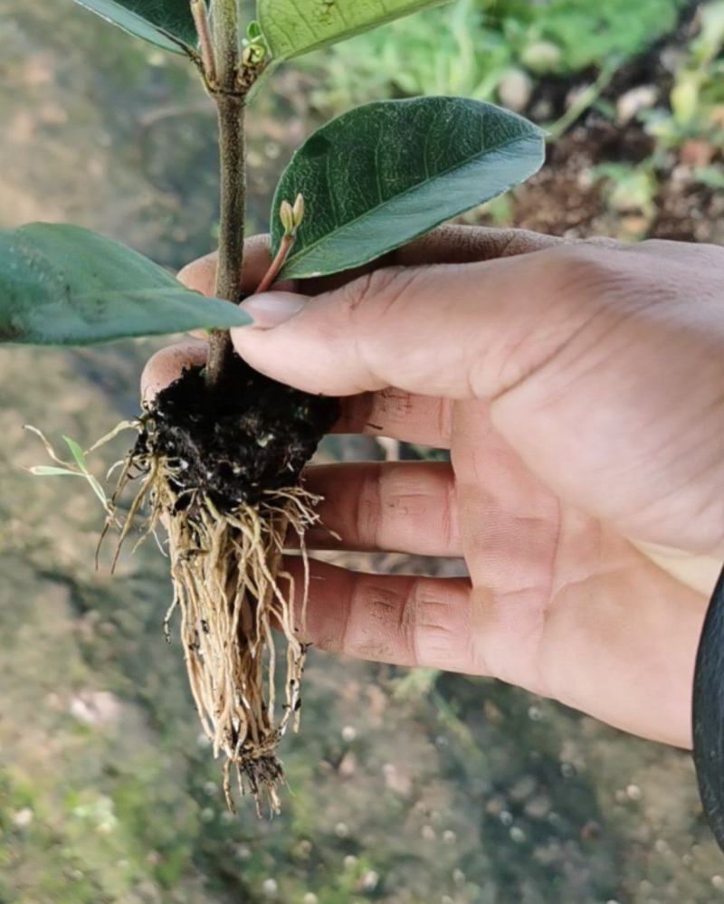 【优选】风车茉莉茉莉花货量充足量大从优欢迎选购，