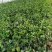 【优选】风车茉莉茉莉花货量充足量大从优欢迎选购，