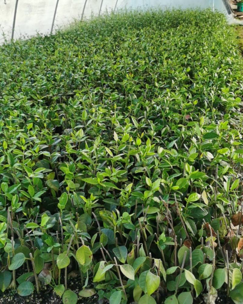 【优选】风车茉莉茉莉花货量充足量大从优欢迎选购，