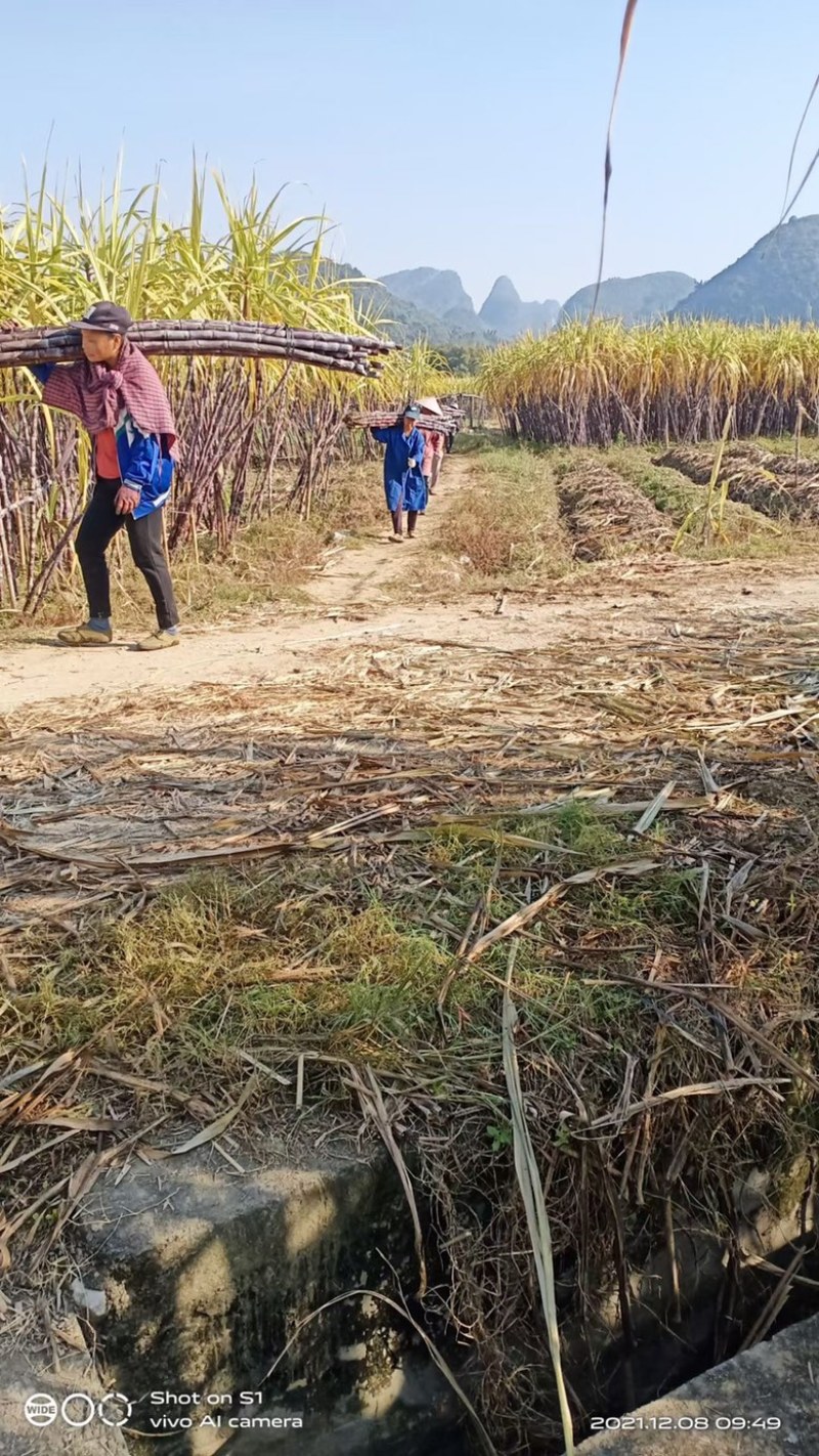 热销黑皮甘蔗软糯香甜福利甘蔗好吃不贵甜过初恋