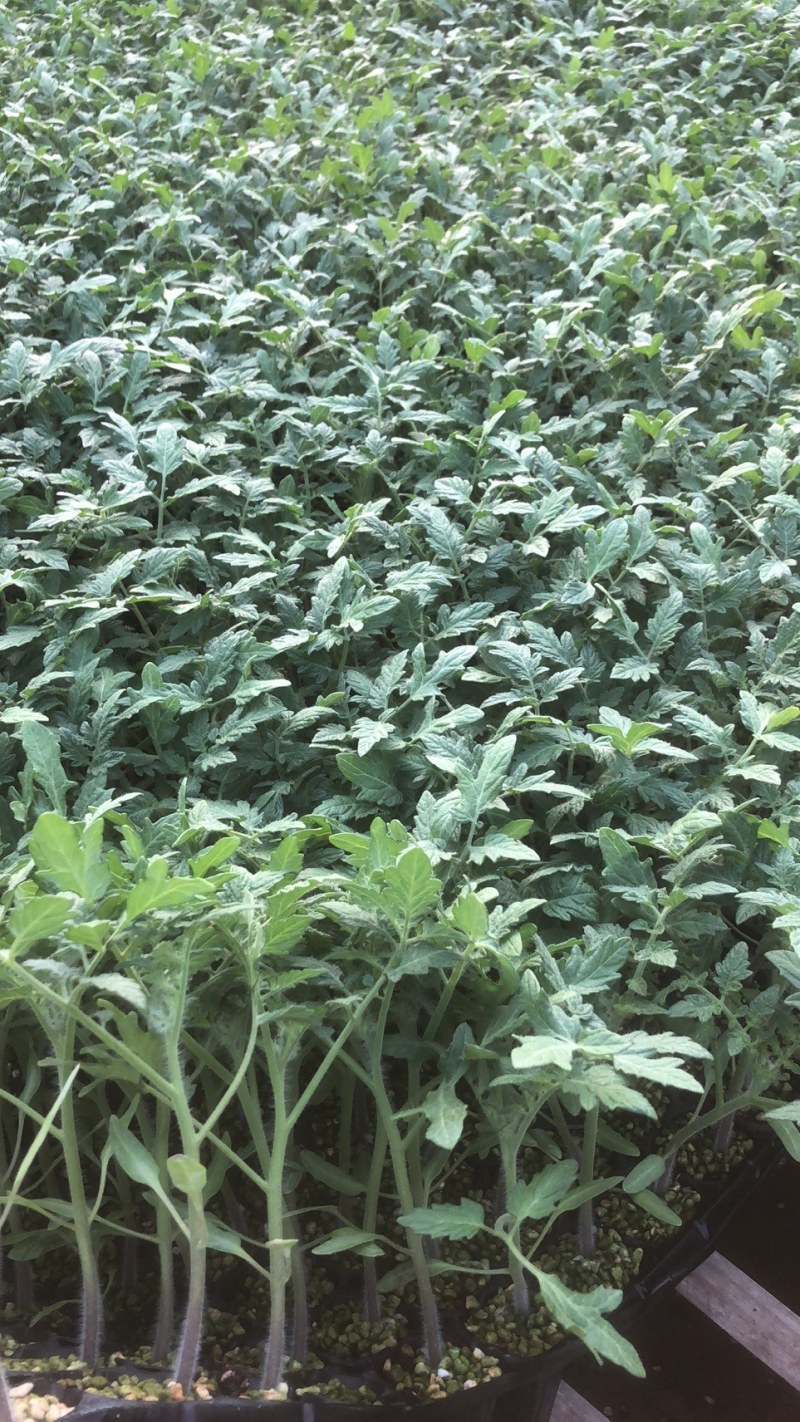 小黄西红柿苗圣女果苗黄皮小番茄苗采摘类水果西红柿苗