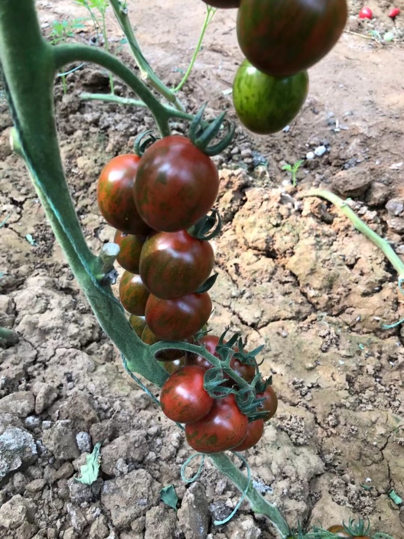 小黄西红柿苗圣女果苗黄皮小番茄苗采摘类水果西红柿苗