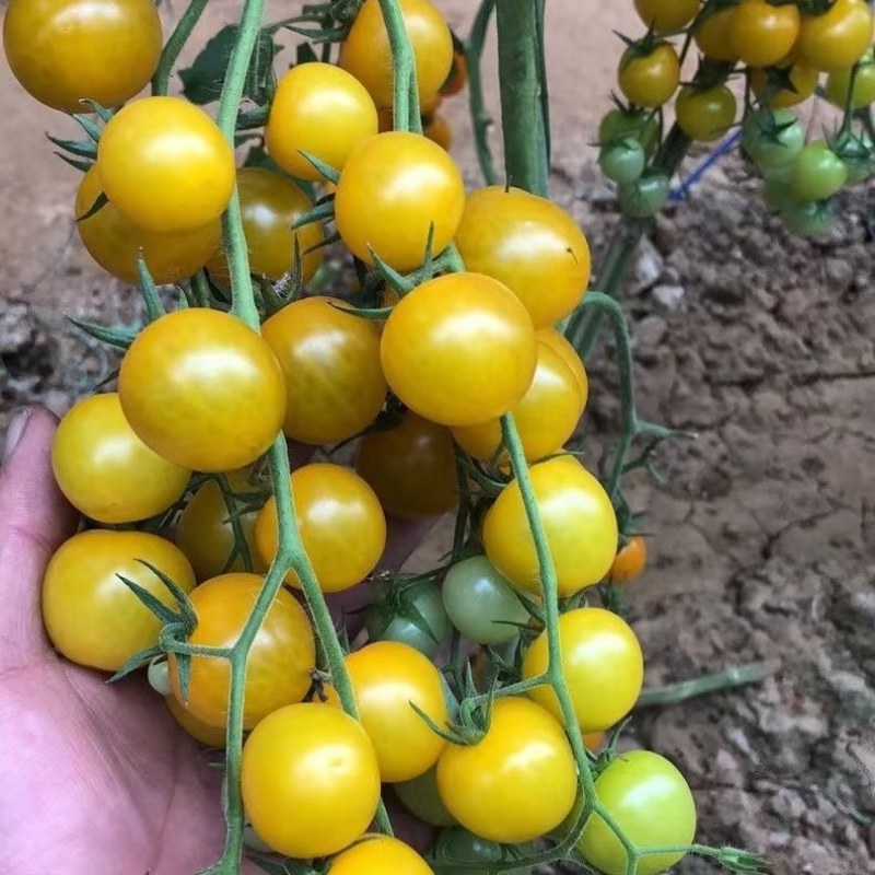 小黄西红柿苗圣女果苗黄皮小番茄苗采摘类水果西红柿苗