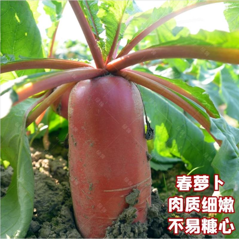 绿领春红萝卜种子，20克