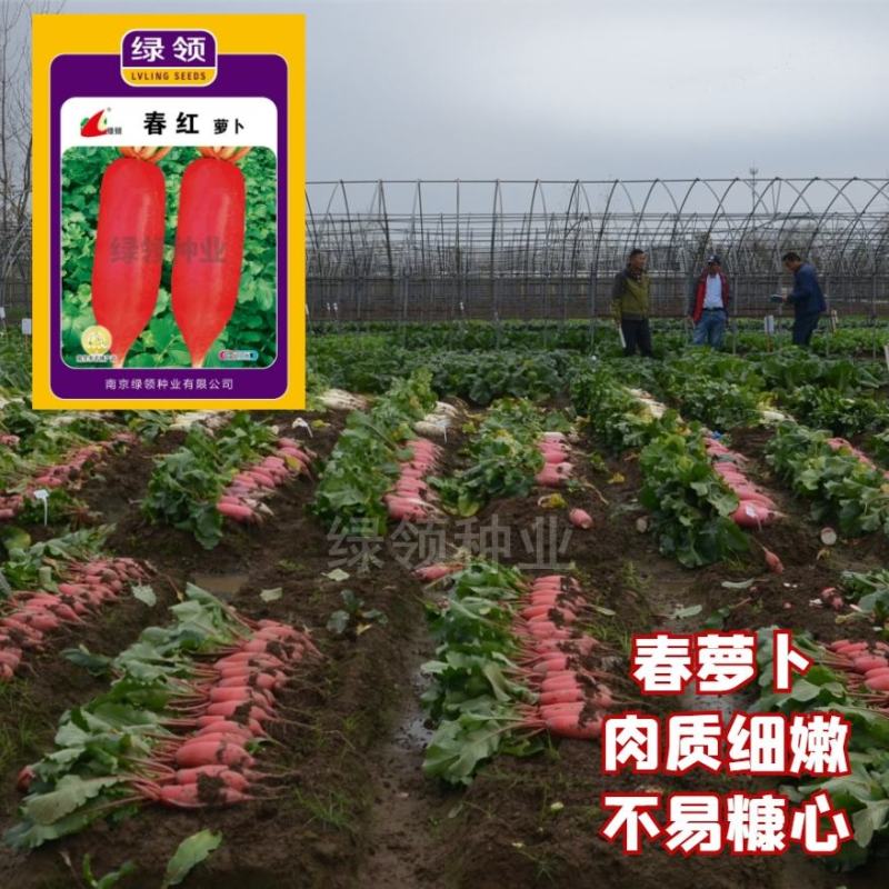绿领春红萝卜种子，20克