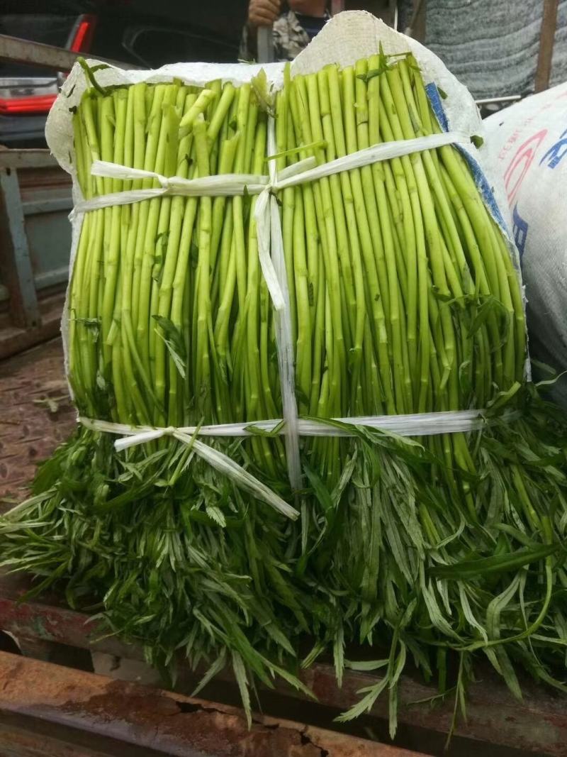 湖北特产蔬菜藜蒿根泥蒿芦蒿