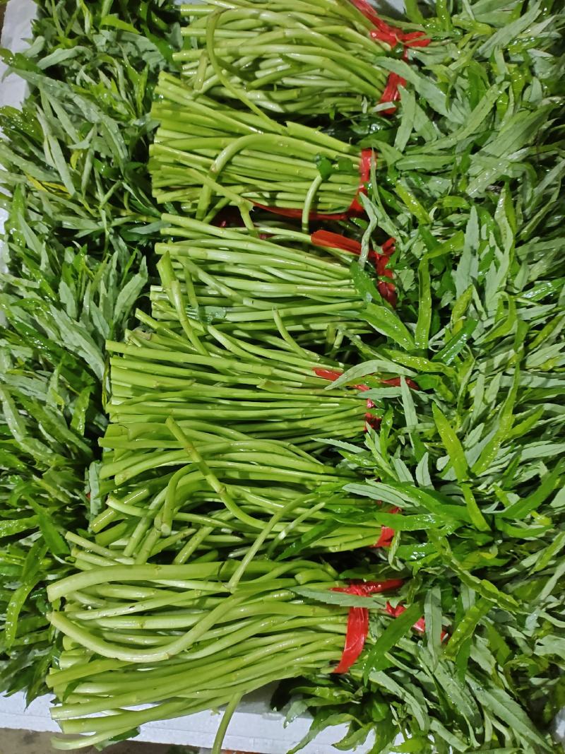 湖北特产蔬菜藜蒿根泥蒿芦蒿