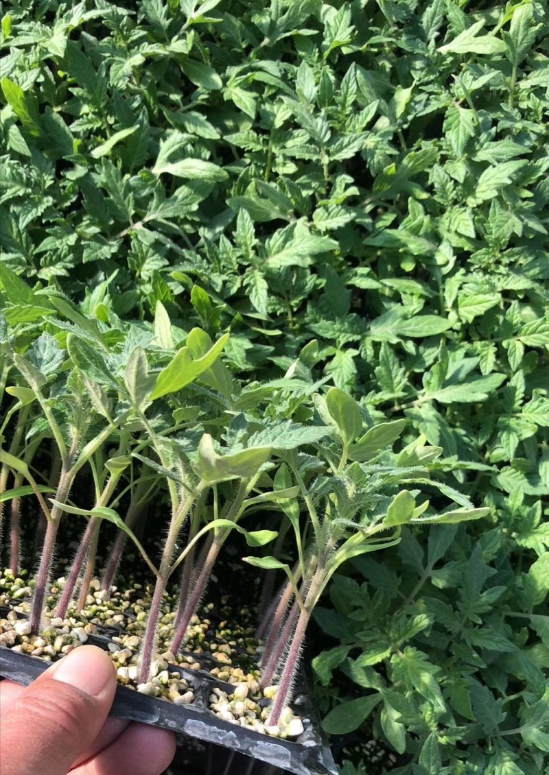 小黄西红柿苗圣女果苗黄皮小番茄苗采摘类水果西红柿苗