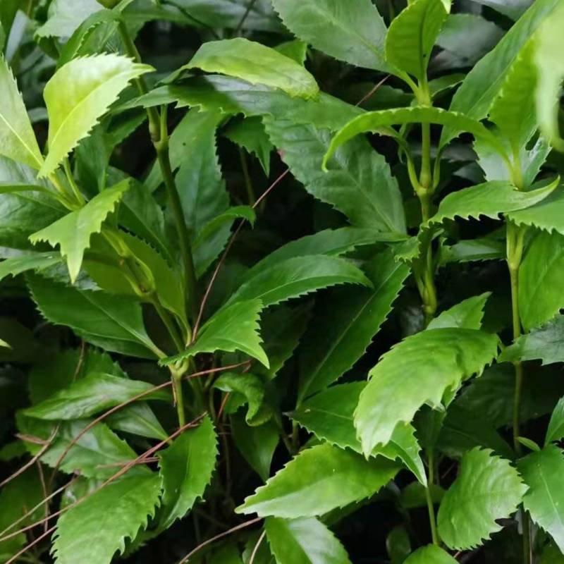 草珊瑚种子种苗