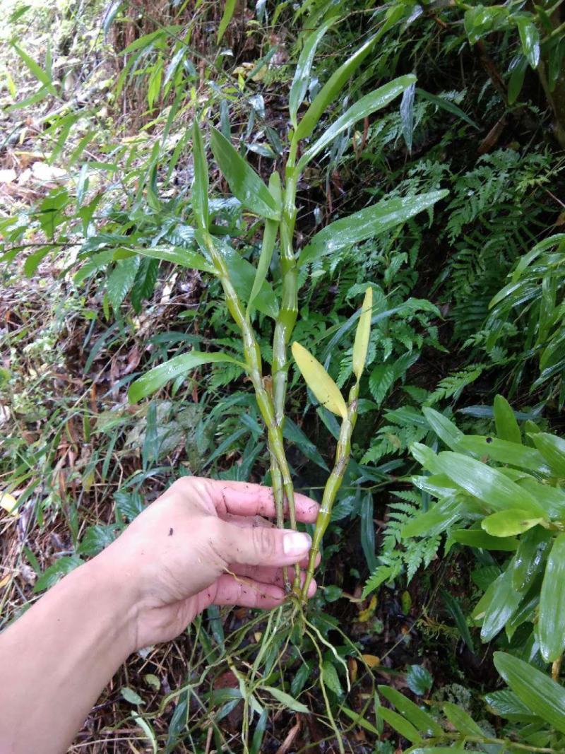 野生金钗石斛鲜货，赤水金钗，野生金钗石斛，药用金钗石斛。