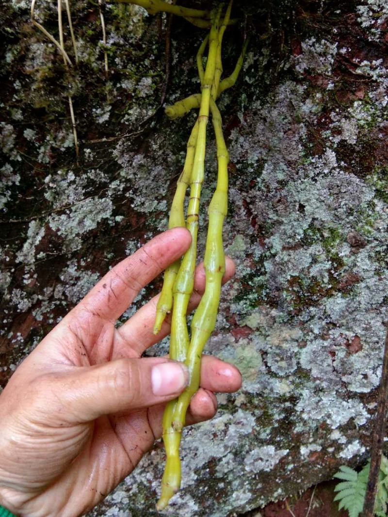 野生金钗石斛鲜货，赤水金钗，野生金钗石斛，药用金钗石斛。