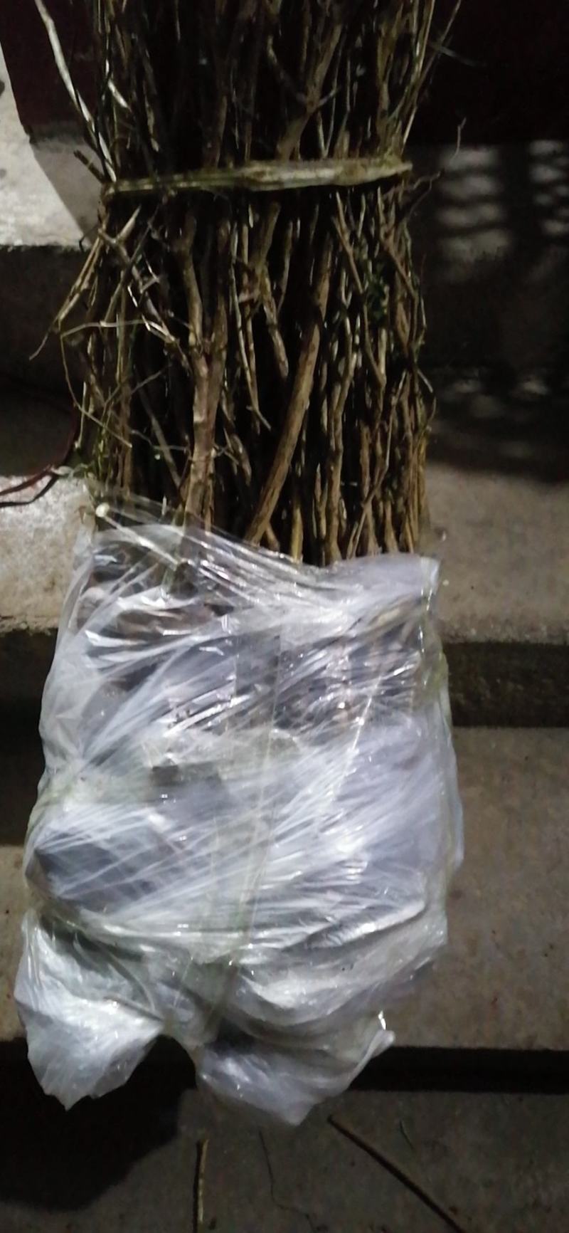 特价出售贵龙5号刺梨苗（2年苗，根系发每一株都是精品）