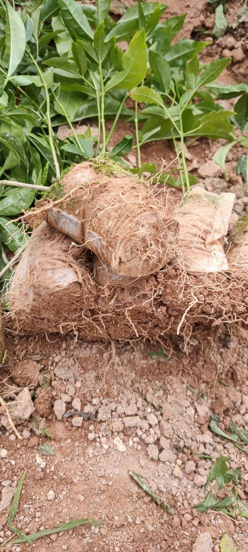 三桠苦苗三叉苦苗三叉虎苗基地直销品种纯正欢迎来电咨询