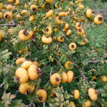 特价出售贵龙5号刺梨苗（2年苗，根系发每一株都是精品）