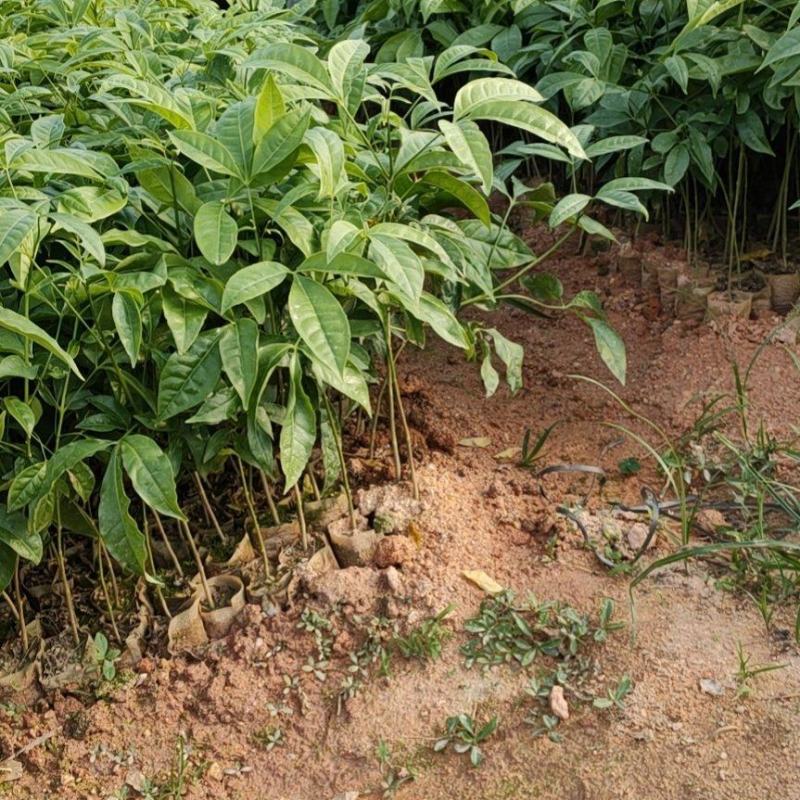 三叉苦苗三叉虎大量供应欢迎定购基地直销品种纯正