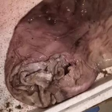 ye猪肚虫疔货无油净肚厚实老