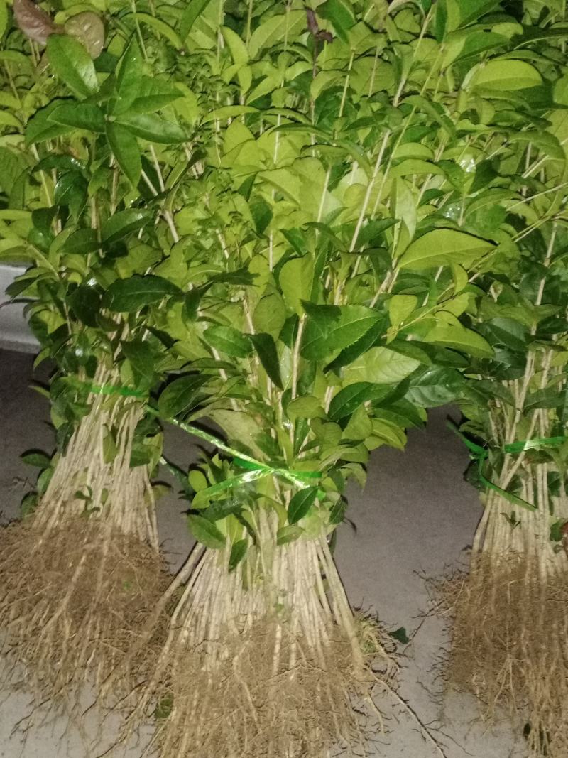 桂花苗，八月金桂树苗包邮广西桂林产地直销包邮