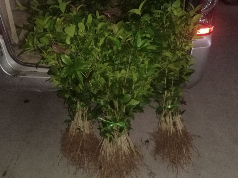 桂花苗，八月金桂树苗包邮广西桂林产地直销包邮