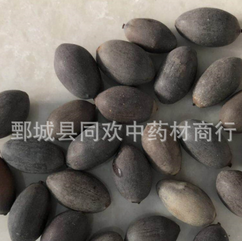 【选货石莲子】@【同欢药材】中药材批发供应规格齐全