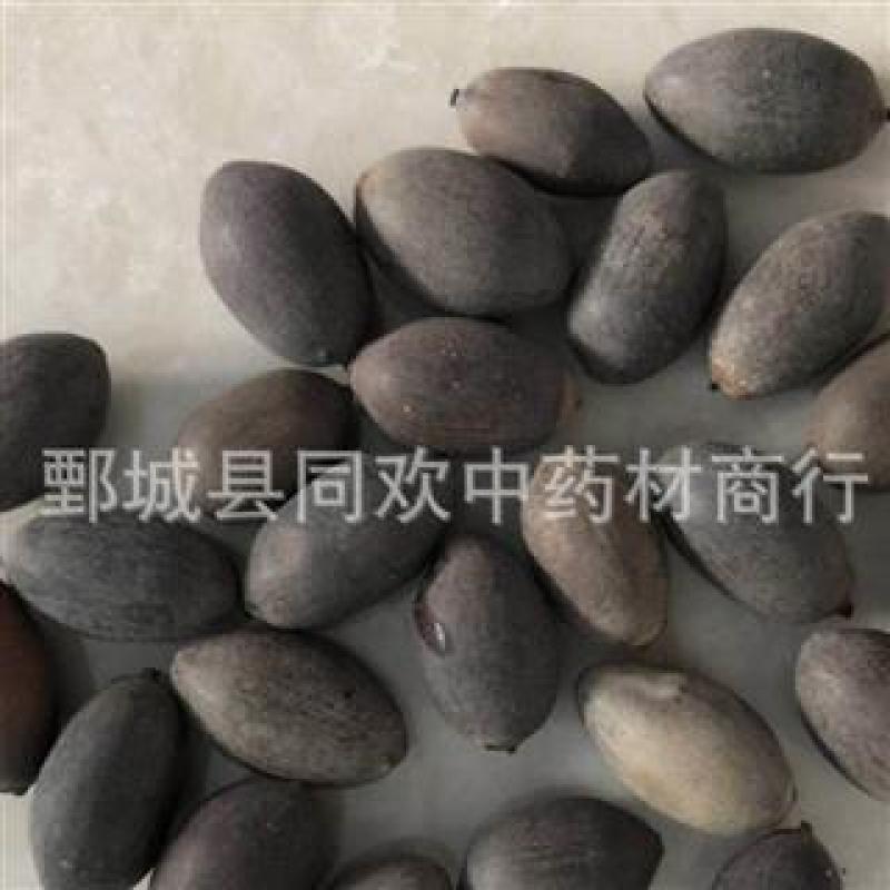 【选货石莲子】@【同欢药材】中药材批发供应规格齐全