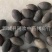 【选货石莲子】@【同欢药材】中药材批发供应规格齐全