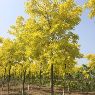 自家苗圃出售8-9-10-12公分金叶刺槐1500棵