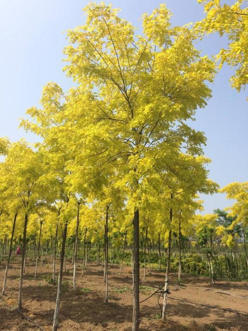 自家苗圃出售8-9-10-12公分金叶刺槐1500棵
