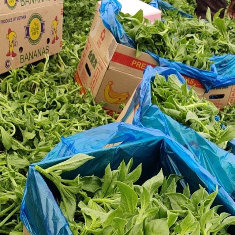 江苏海门冰草非洲冰草大面积基地产地货源充足可对接各大平台批发