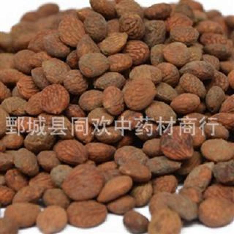 【选货蕤仁】@【同欢药材】中药材批发供应规格齐