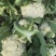 大棚花菜个头面白没有毛一手货源刚开园50亩大棚
