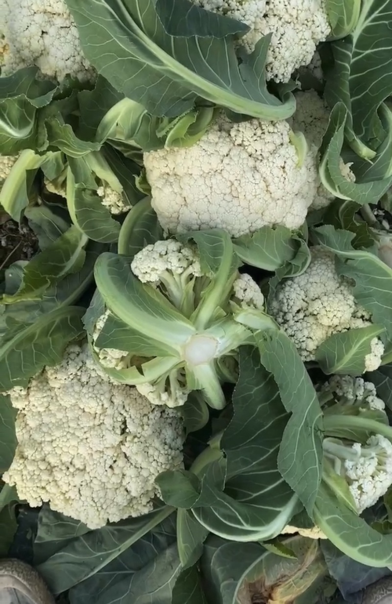 大棚花菜个头面白没有毛一手货源刚开园50亩大棚