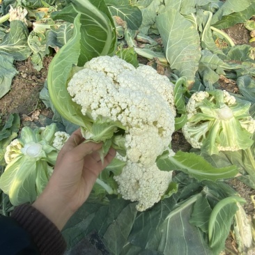 大棚花菜个头面白没有毛一手货源刚开园50亩大棚