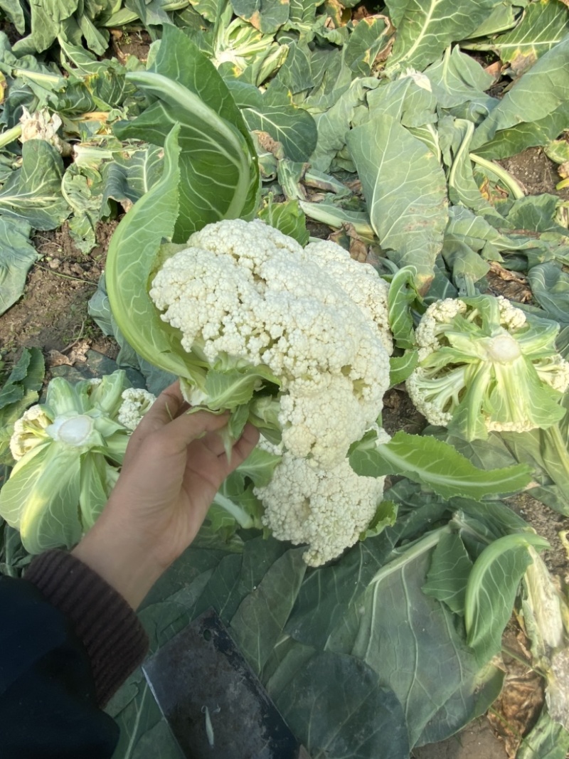 大棚花菜个头面白没有毛一手货源刚开园50亩大棚