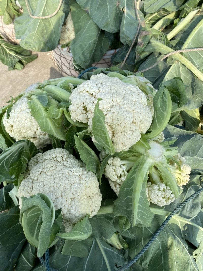 大棚花菜个头面白没有毛一手货源刚开园50亩大棚