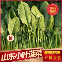 【精品】山东小叶菠菜，现挖现发油亮翠绿，保证新鲜全国供应