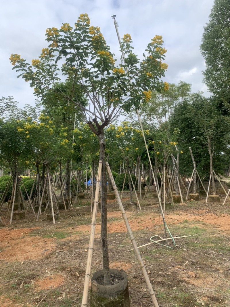 黄槐3-10公分规格供应，欢迎各位前来选购。